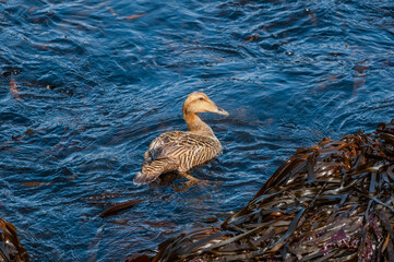 Female of North Pacific Eider (Somateria mollissima v-nigrum) at Chowiet Island, Semidi Islands, Alaska, USA