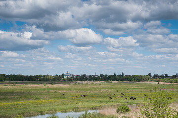 Fototapeta na wymiar A meadow with a river, cows and a summer cloudy sky. Church on the horizon.