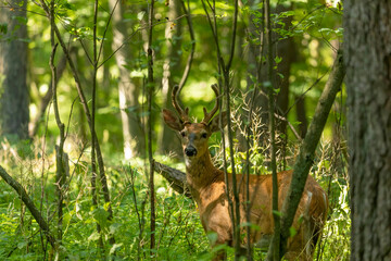 Young white tailed deer with growing antlers in velvet.Natural scene from Wisconsin.