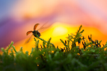A ladybug takes off against the background of the sunset. Blurred background.