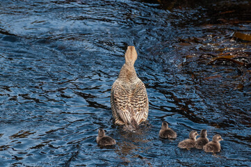 North Pacific Eider (Somateria mollissima v-nigrum) female with ducklings at Chowiet Island, Semidi...