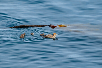 North Pacific Eider (Somateria mollissima v-nigrum) female with ducklings at Chowiet Island, Semidi...