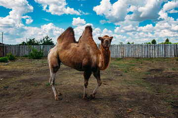 Domestic bactrian camel on the camel farm