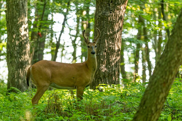 Naklejka na ściany i meble Young white tailed deer with growing antlers in velvet.Natural scene from Wisconsin.