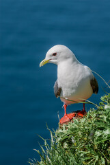 Obraz premium Red-legged Kittiwake (Rissa brevirostris) at St. George Island, Pribilof Islands, Alaska, USA