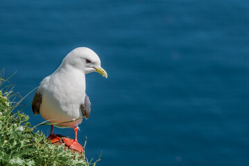 Red-legged Kittiwake (Rissa brevirostris) at St. George Island, Pribilof Islands, Alaska, USA