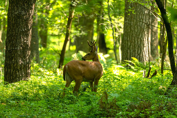 Fototapeta premium Young white tailed deer with growing antlers in velvet.Natural scene from Wisconsin.