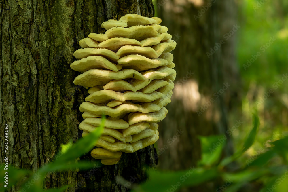 Poster Chicken of the woods. Large yellow fungus shelves attached to tree trunk.