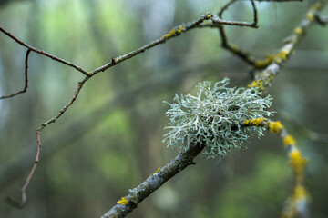 Moss on a dry branch. Selective focus. Blurred background.