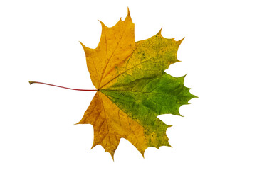 autumn maple leaf isolated on white