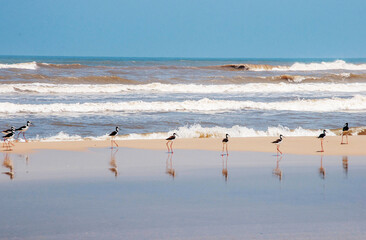 seagulls on the seashore