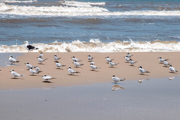 seagulls on the seashore