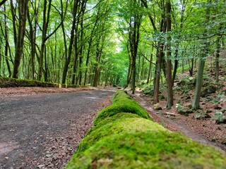 path in the forest