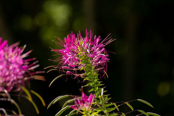 Spiders Flowers in the botanical garden