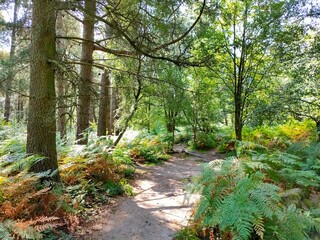 Obraz premium path in the forest