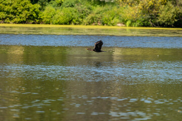 The Double-crested Cormorant in flight