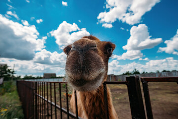 Muzzle of bactrian camel, close up view