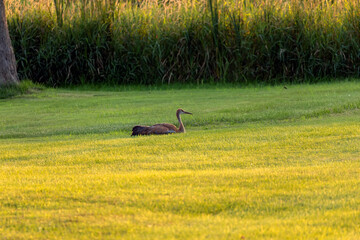 Young,injured Sandhill crane on a meadow.