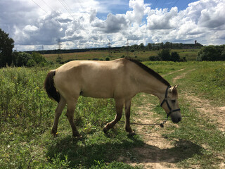 a beautiful horse crosses the village path