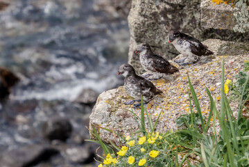 Least Auklets (Aethia pusilla) at St. George Island, Pribilof Islands, Alaska, USA