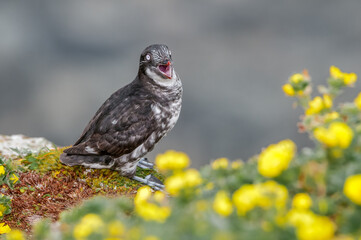 Fototapeta premium Least Auklet (Aethia pusilla) at St. George Island, Pribilof Islands, Alaska, USA
