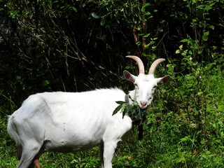 Fototapeta premium Domestic goats eat in the meadow in clear weather