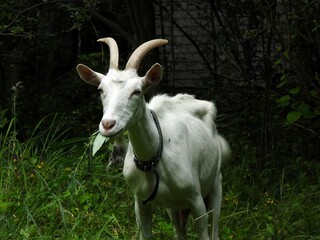 Domestic goats eat in the meadow in clear weather