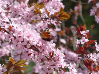 Butterfly on a flower