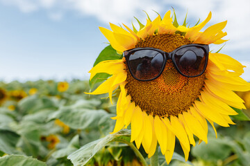 Sunflower in the sunglasses with the place for your text. Sunflowers background