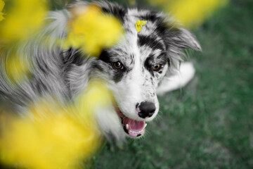 black and white border collie dog