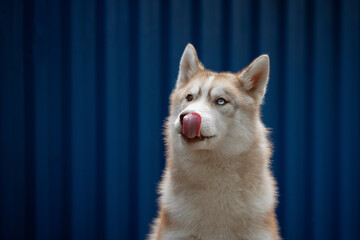 portrait of siberian husky