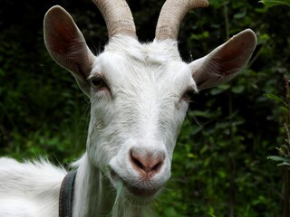 Fototapeta premium Domestic goats eat in the meadow in clear weather