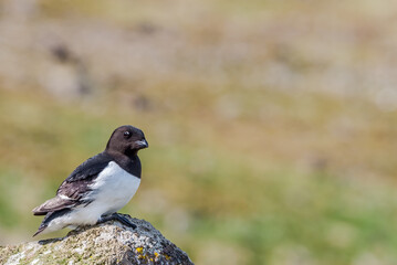 Dovekie (Alle alle) at Least Auklet colony in St. George Island, Alaska, USA