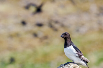 Dovekie (Alle alle) at Least Auklet colony in St. George Island, Alaska, USA