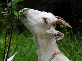 Domestic goats eat in the meadow in clear weather