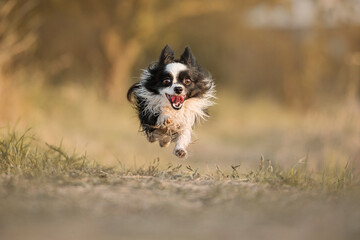 border collie puppy