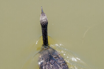 Double-crested Cormorant (Phalacrocorax auritus) in Malibu Lagoon, California, USA