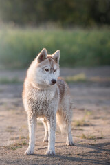 The siberian husky portrait