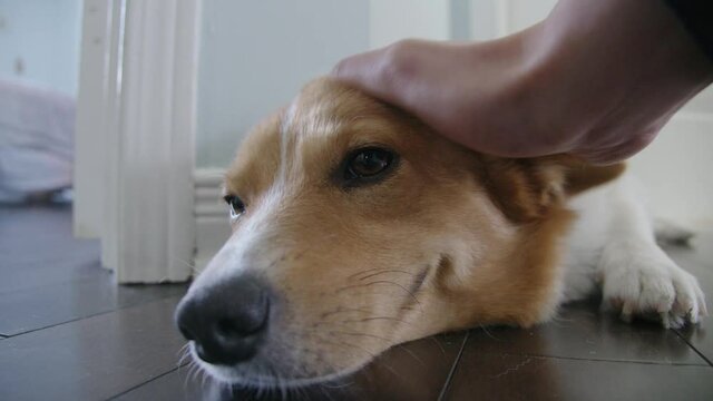 corgi lay on the wooden floor