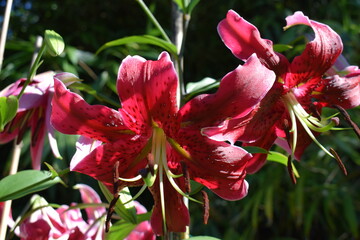 Lilium Miss Faya © Frederic.M