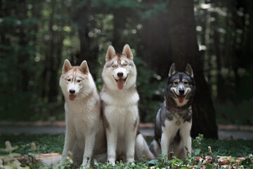 three siberian husky dogs © Юлия Гасс