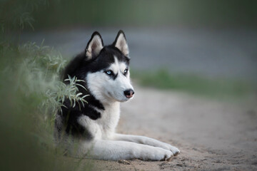 The siberian husky portrait