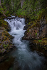 Fototapeta na wymiar Gentle Waterfalls and Creek In Heavily Forested Western Washington State