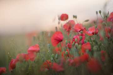 poppy field in the morning