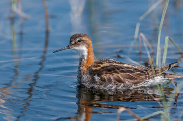 Red-necked Phalarope (Phalaropus lobatus) male in Barents Sea coastal area, Russia