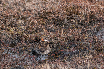 Red-necked Phalarope (Phalaropus lobatus) male in Barents Sea coastal area, Russia