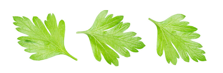 fresh parsley leaves isolated on white