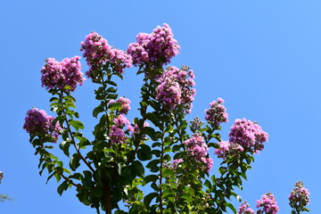 lilac flowers of blue sky