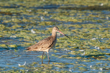 Marbled Godwit (Limosa fedoa) in Malibu Lagoon, California, USA