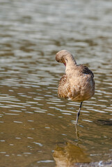 Fototapeta premium Marbled Godwit (Limosa fedoa) in Malibu Lagoon, California, USA